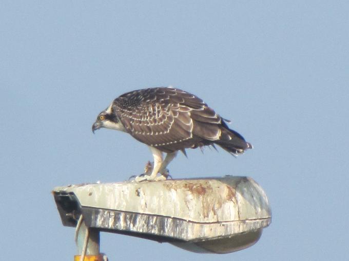 Falco pescatore